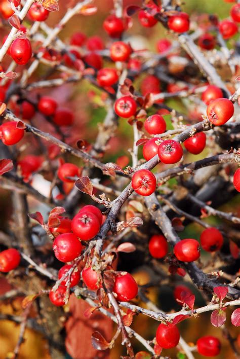 Winter Berries Betsul