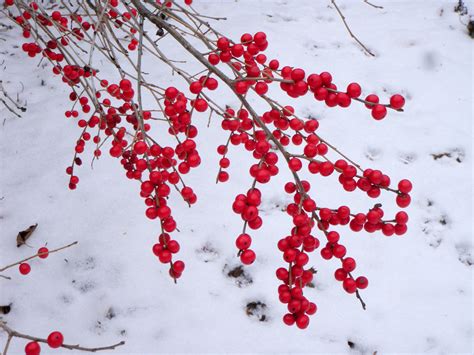 Winter Berries Bodog