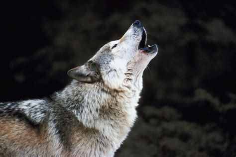 Wolf Howl Betano