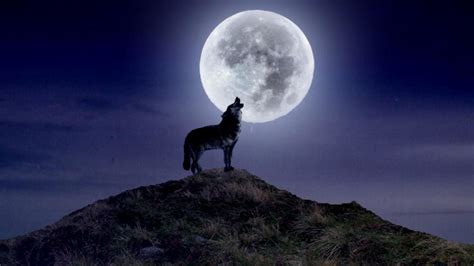 Wolf Moon Bodog