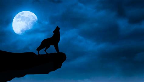 Wolf Night Betfair