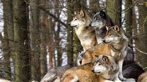Wolf Pack Brabet