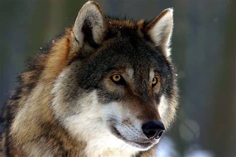 Wolf Wild Brabet